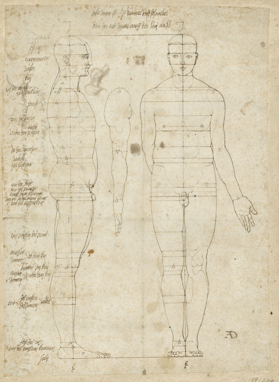 Albrecht Dürer (1471–1528) Zwei Proportionsstudien eines  männlichen Akts, um 1513 Feder in Braun, 251 x 180 mm Hamburger Kunsthalle, Kupferstichkabinett © Hamburger Kunsthalle / bpk Foto: Christoph Irrgang